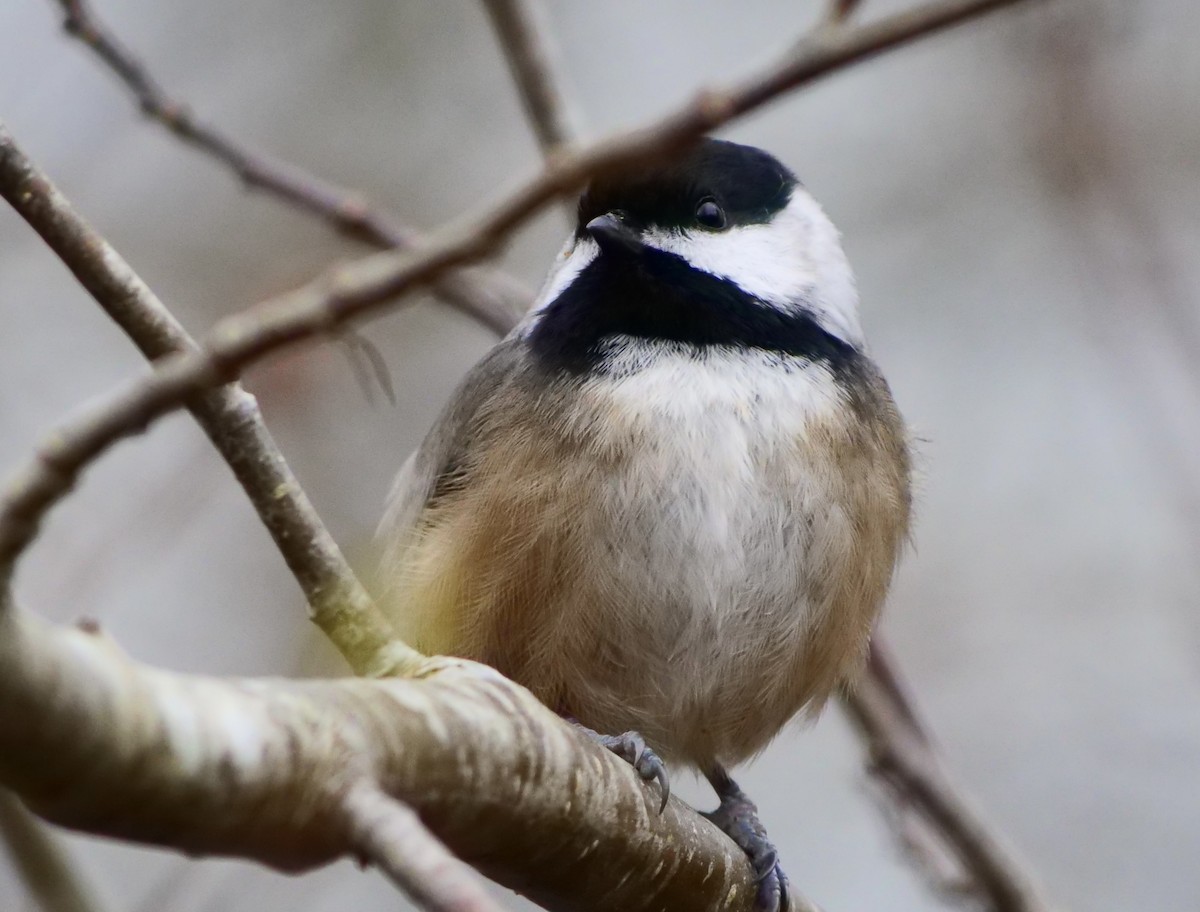 Black-capped Chickadee - ML645483698