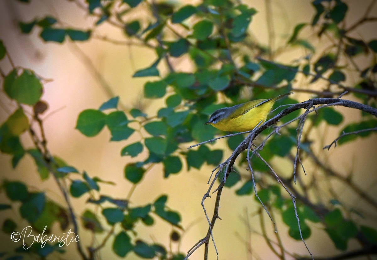 budníček šedohlavý - ML645483706