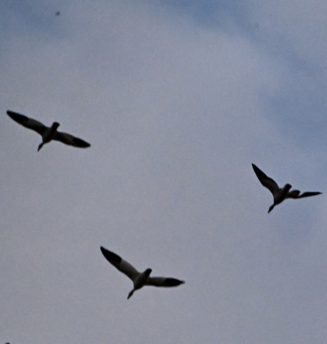 Snow Goose - ML645483713