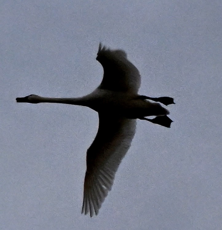 Trumpeter Swan - ML645483715