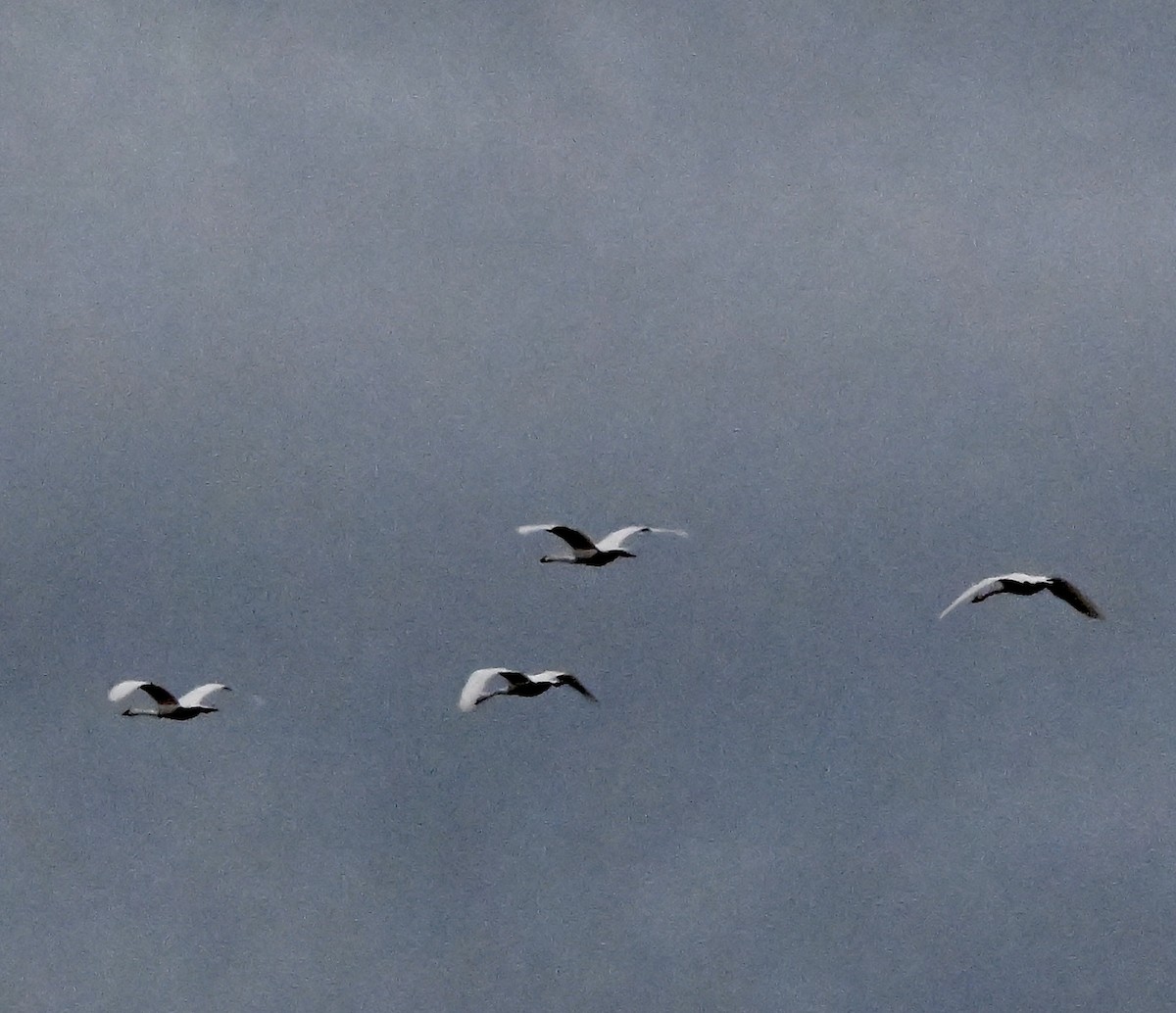 Trumpeter Swan - ML645483716