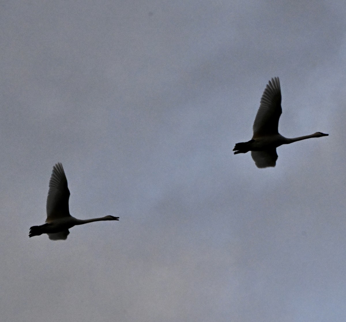 Trumpeter Swan - ML645483717