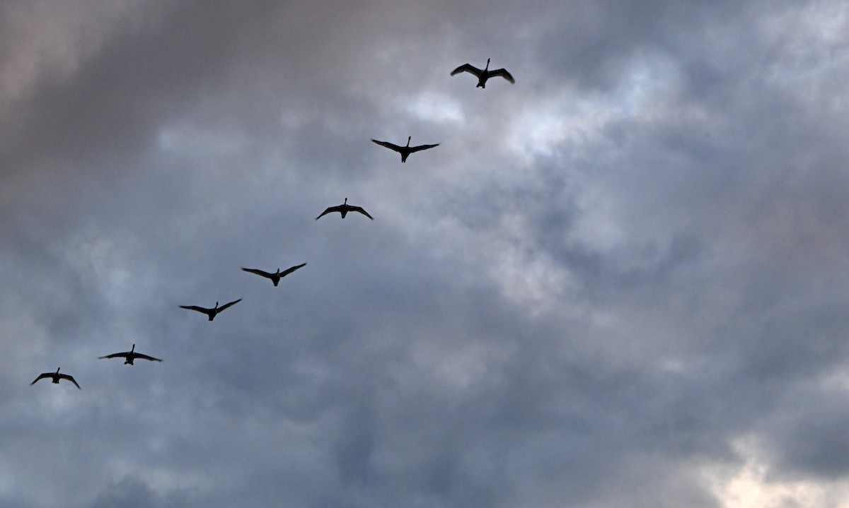 Trumpeter Swan - ML645483718