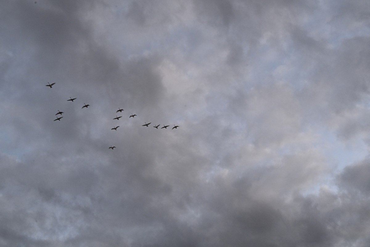 Trumpeter Swan - ML645483719