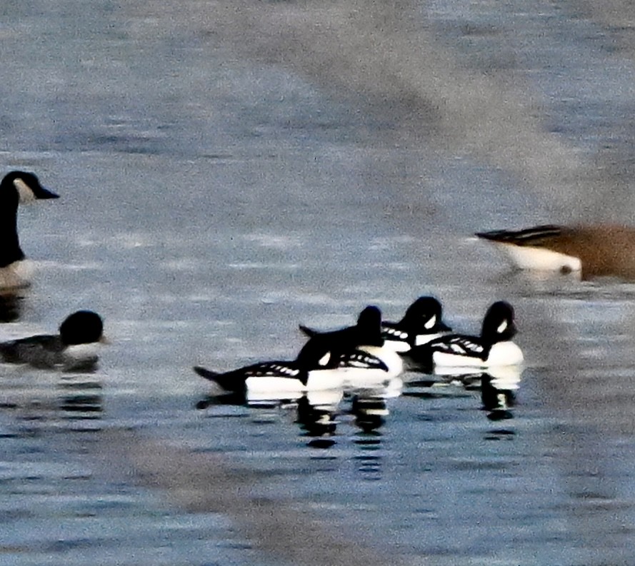 Barrow's Goldeneye - ML645483721