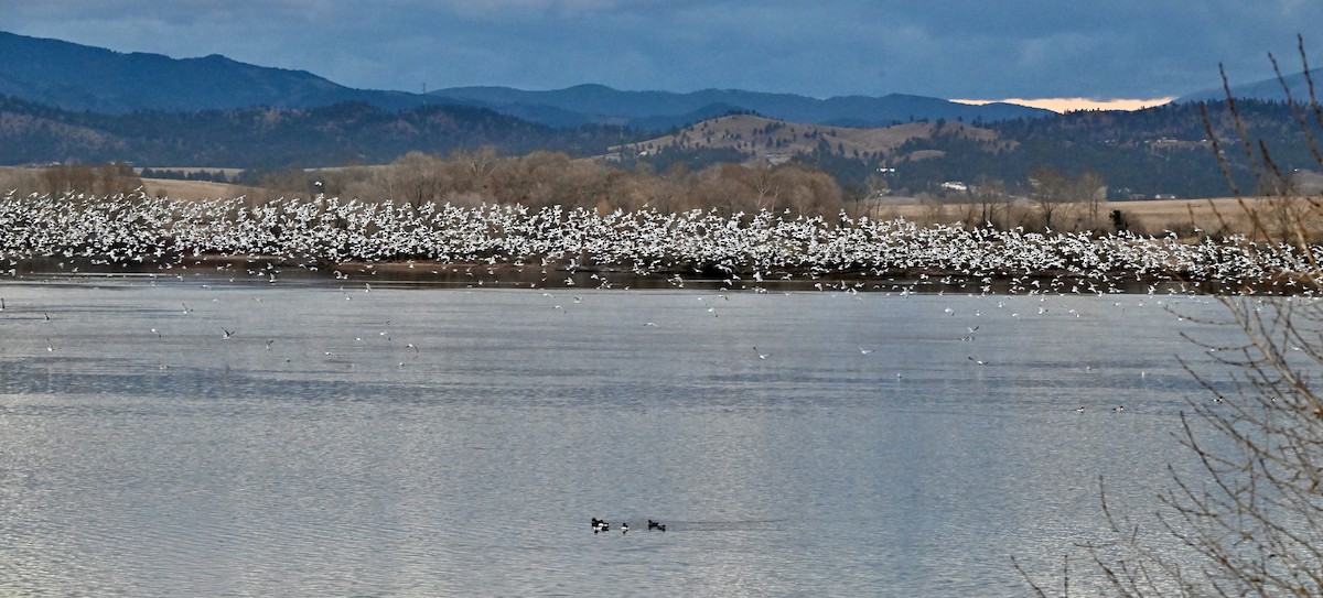 Ring-billed Gull - ML645483723