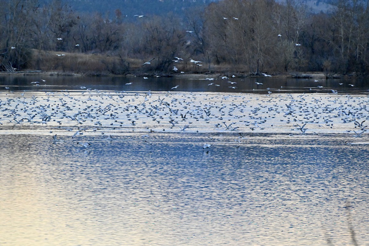 Ring-billed Gull - ML645483724