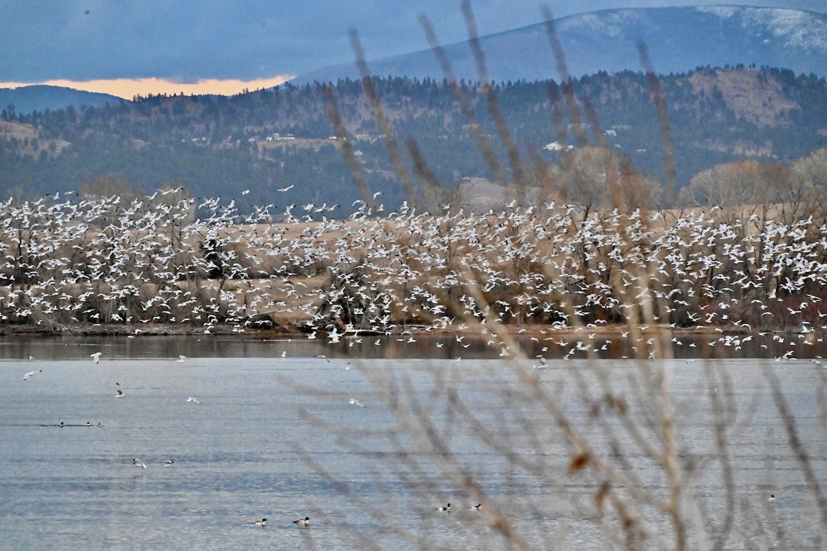 Ring-billed Gull - ML645483725