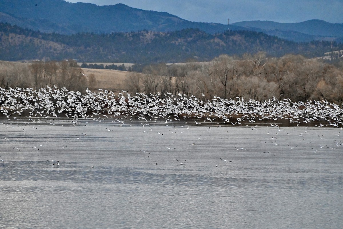 Ring-billed Gull - ML645483726