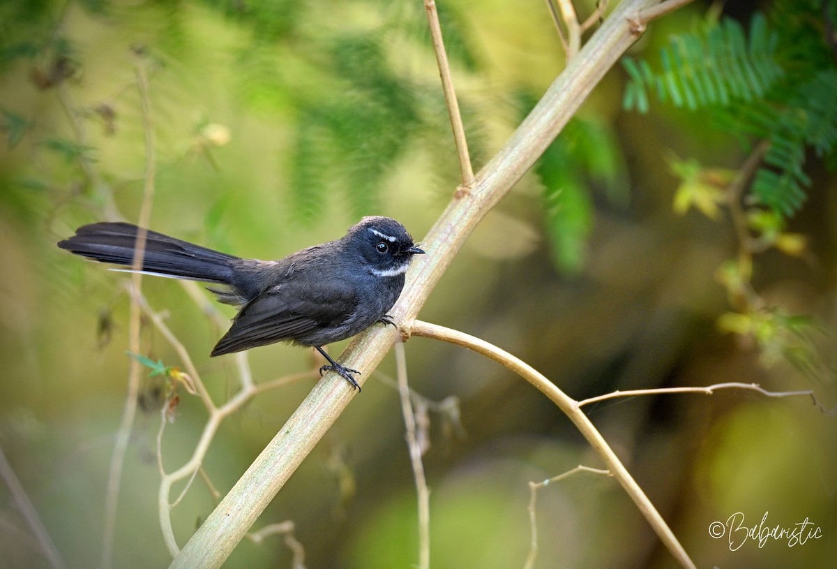 White-throated Fantail - ML645483733