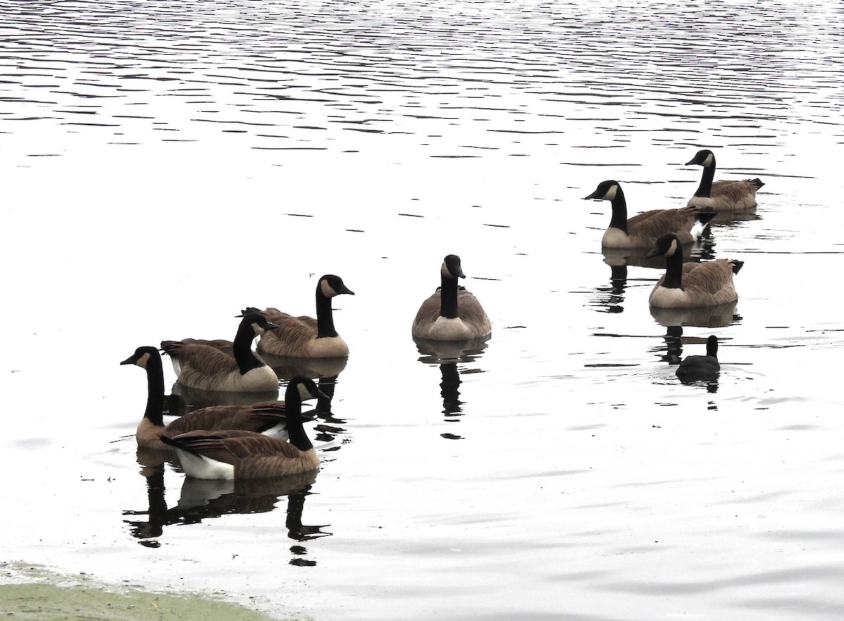 Barnacla Canadiense Grande - ML645483734