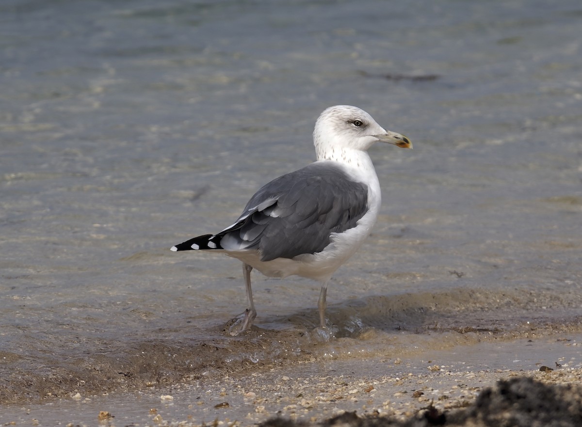 Мартиновий sp. - ML645483735