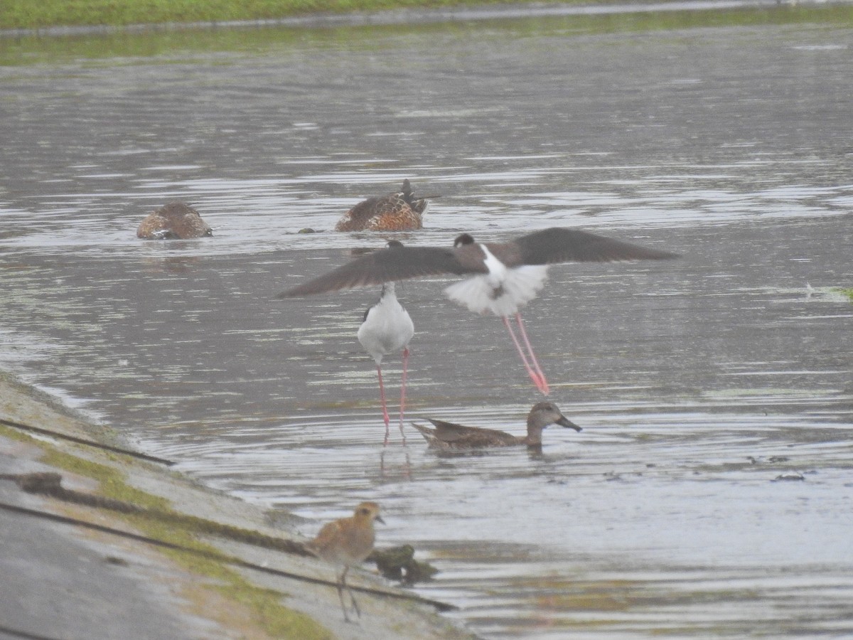 Zertzeta hegalurdina - ML645483738