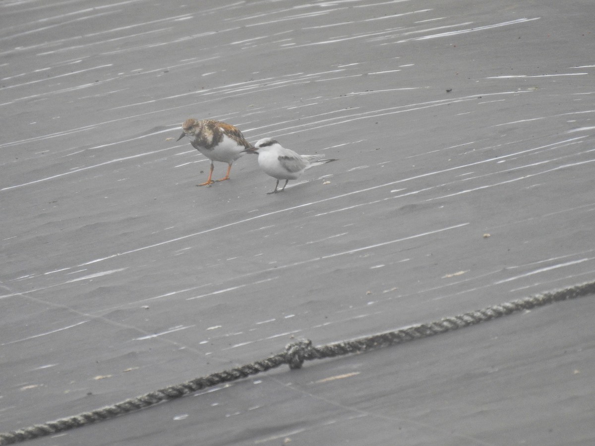 Least Tern - ML645483741