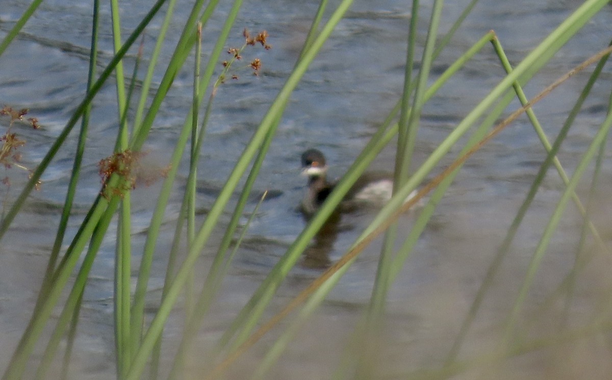 Eared Grebe - ML645483745