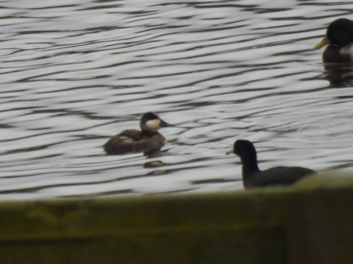 Американская савка - ML645483746