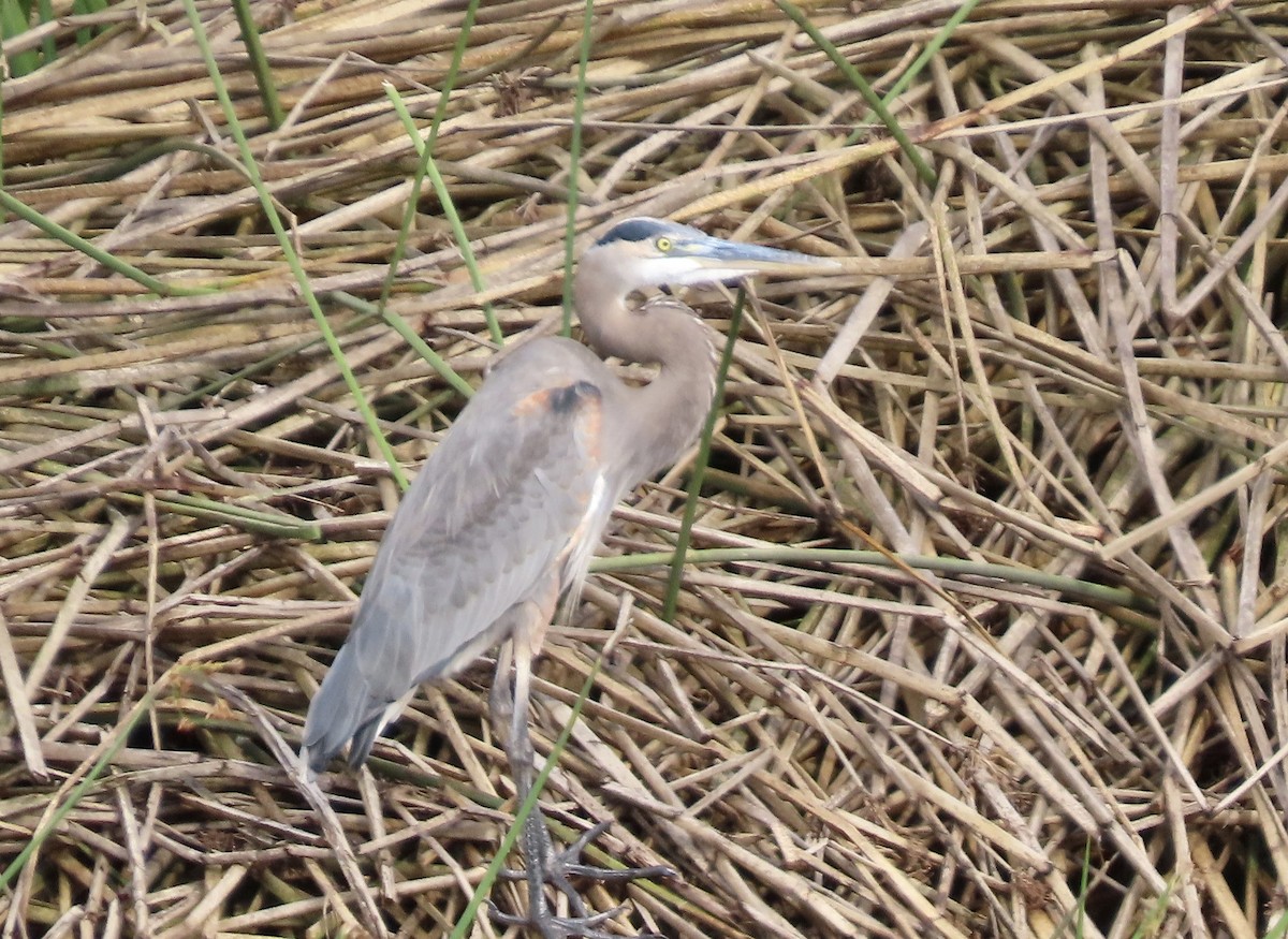 Grand Héron - ML645483747