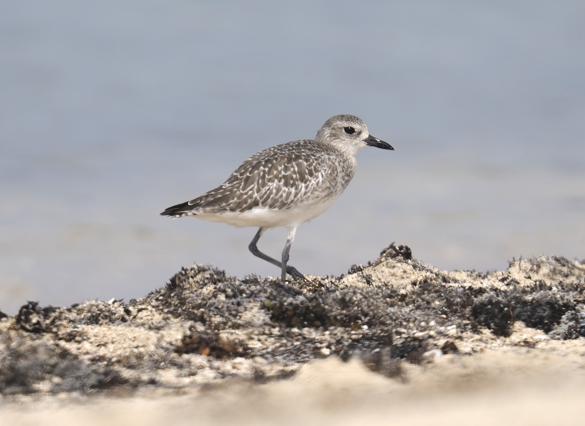 Black-bellied Plover - ML645483748