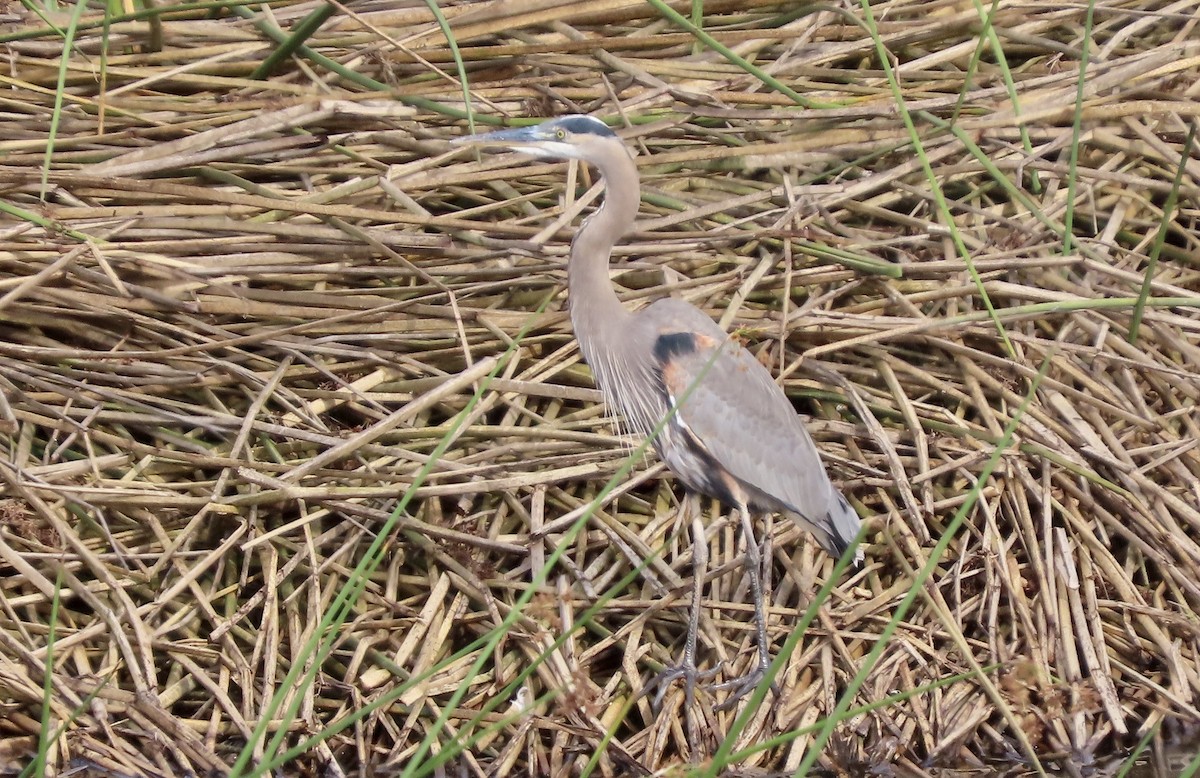 Grand Héron - ML645483749