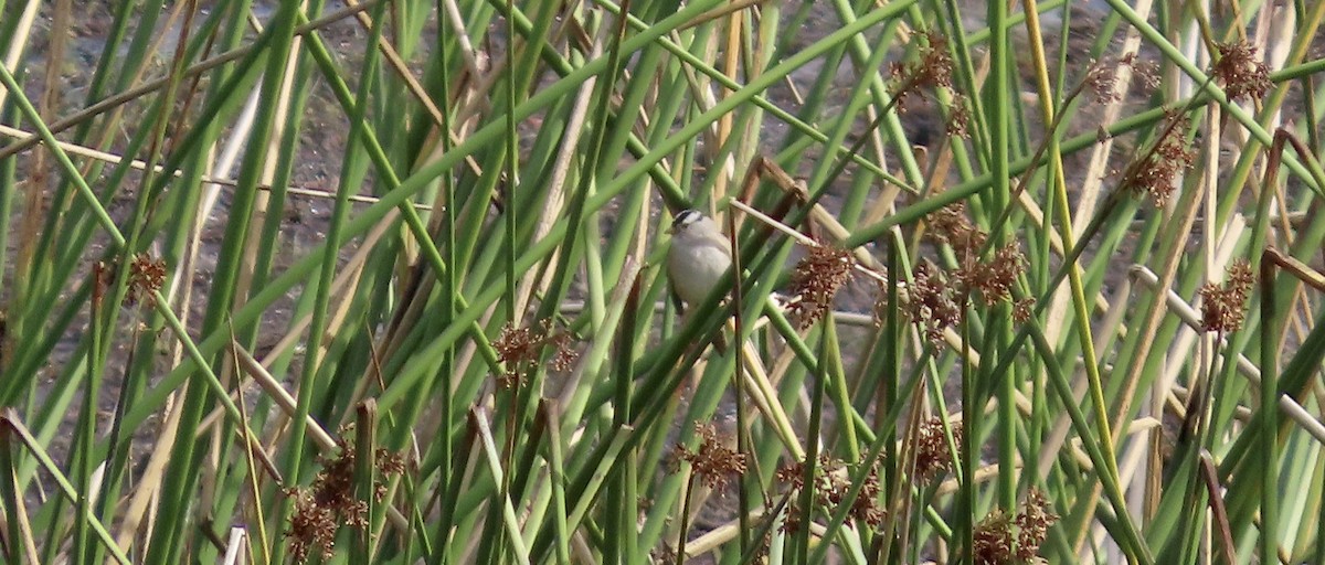 Porsuk Serçesi - ML645483752