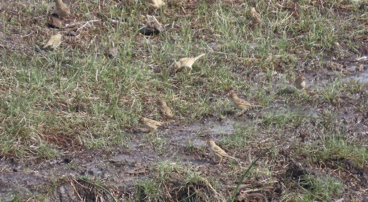 Porsuk Serçesi - ML645483753