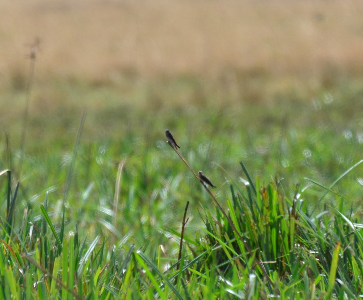 brunsandsvale - ML645483754