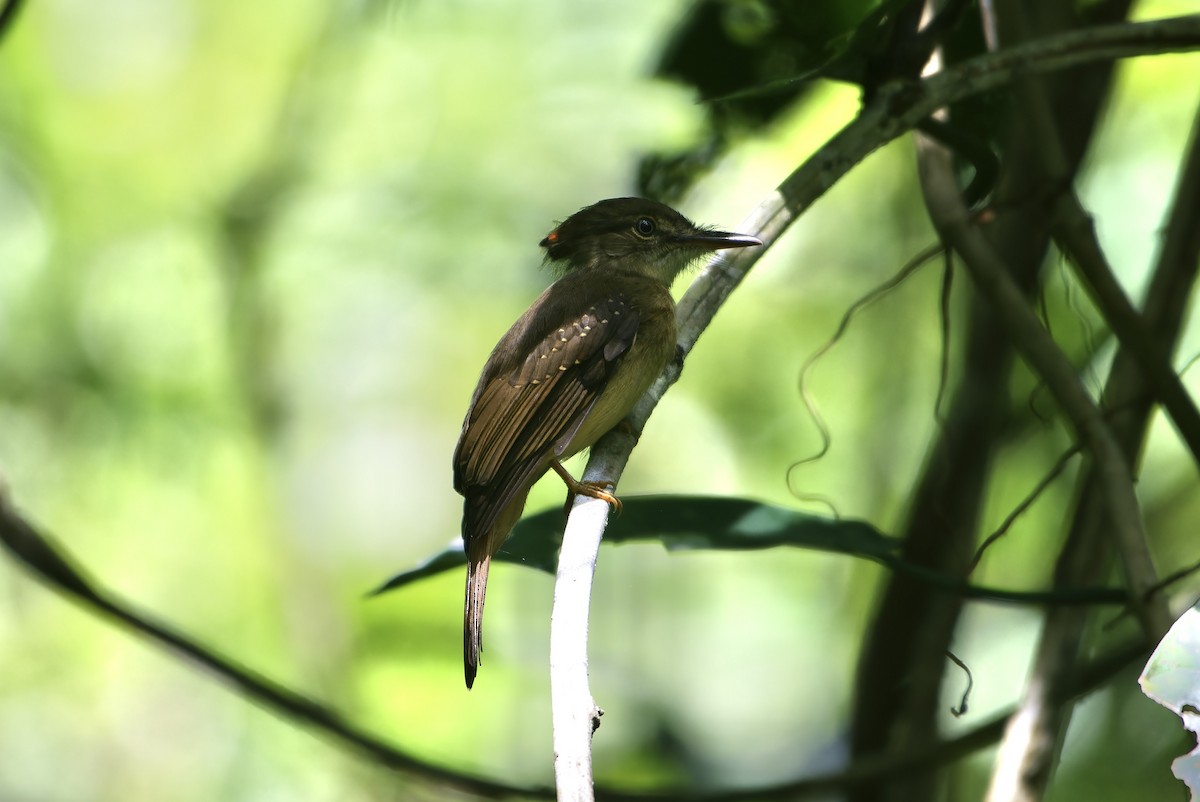 Tropical Royal Flycatcher (Northern) - ML645483755