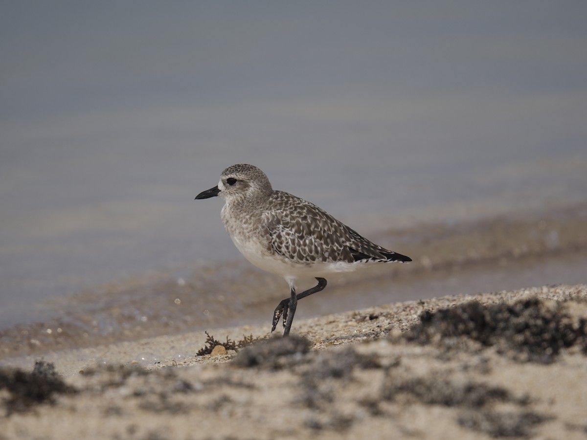 Black-bellied Plover - ML645483760
