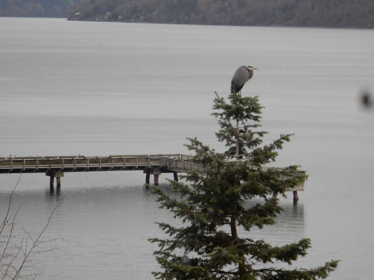 Grand Héron - ML645483776