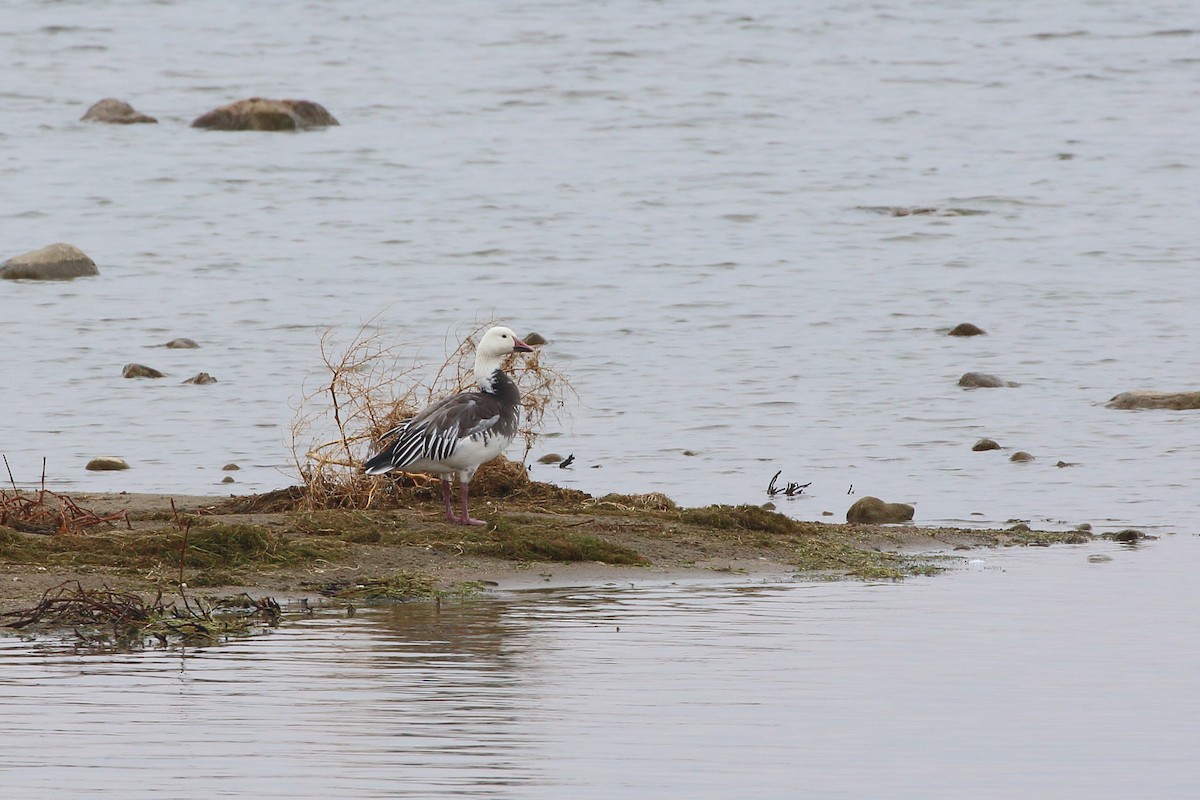 Snow Goose - ML645483777