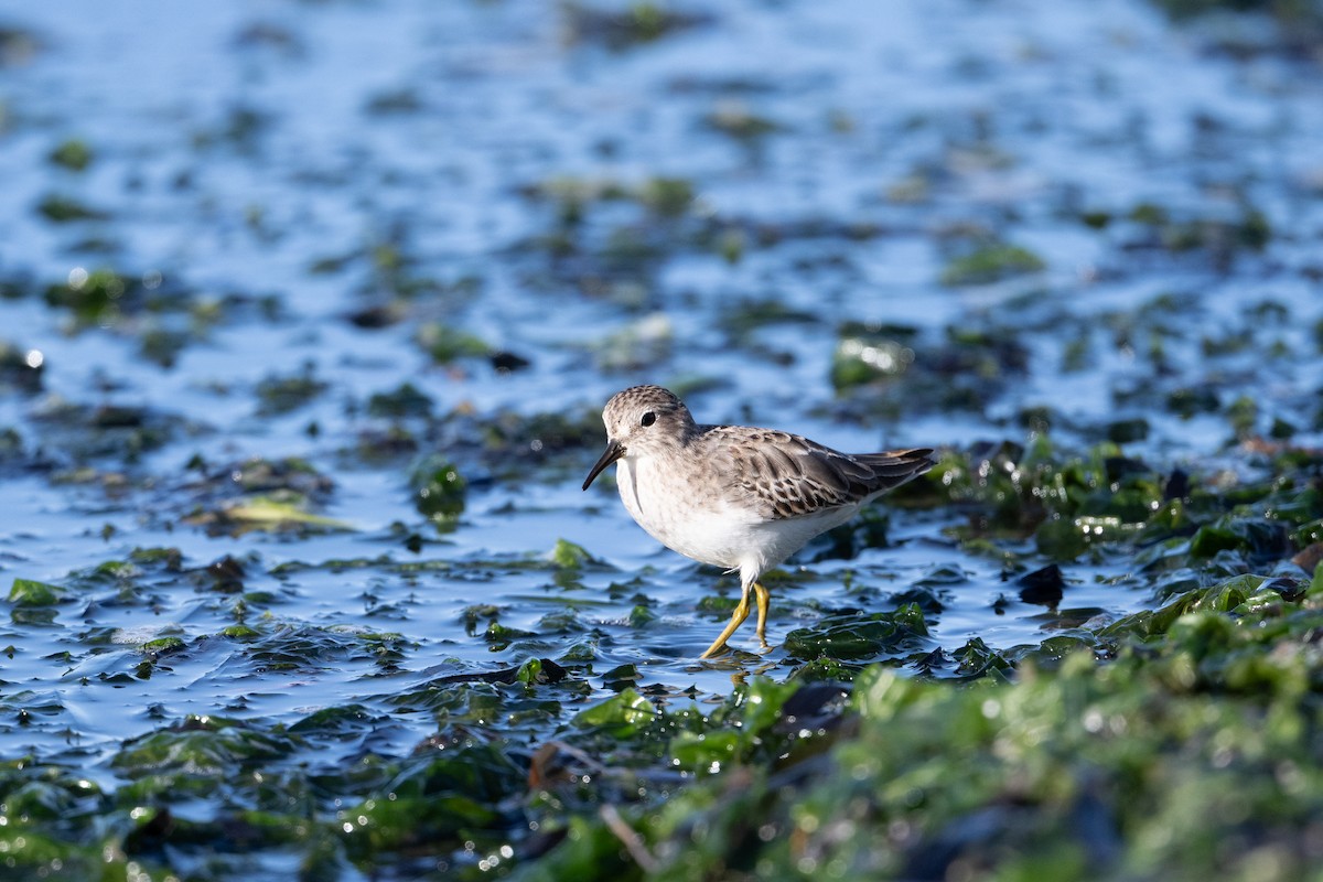 Least Sandpiper - ML645483778