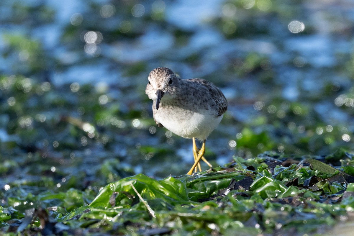 Least Sandpiper - ML645483788