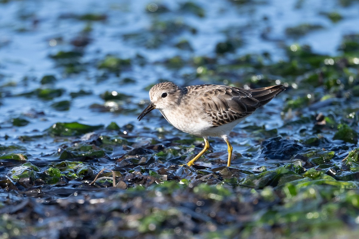 Least Sandpiper - ML645483789