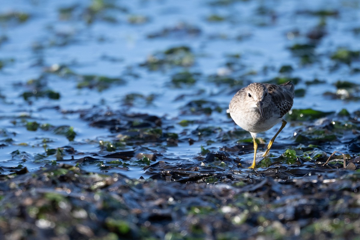 Least Sandpiper - ML645483790