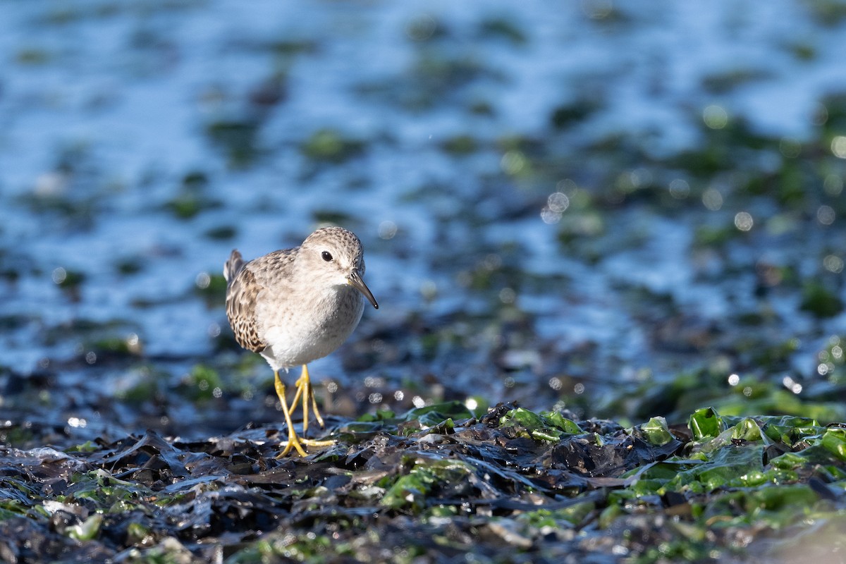 Least Sandpiper - ML645483791