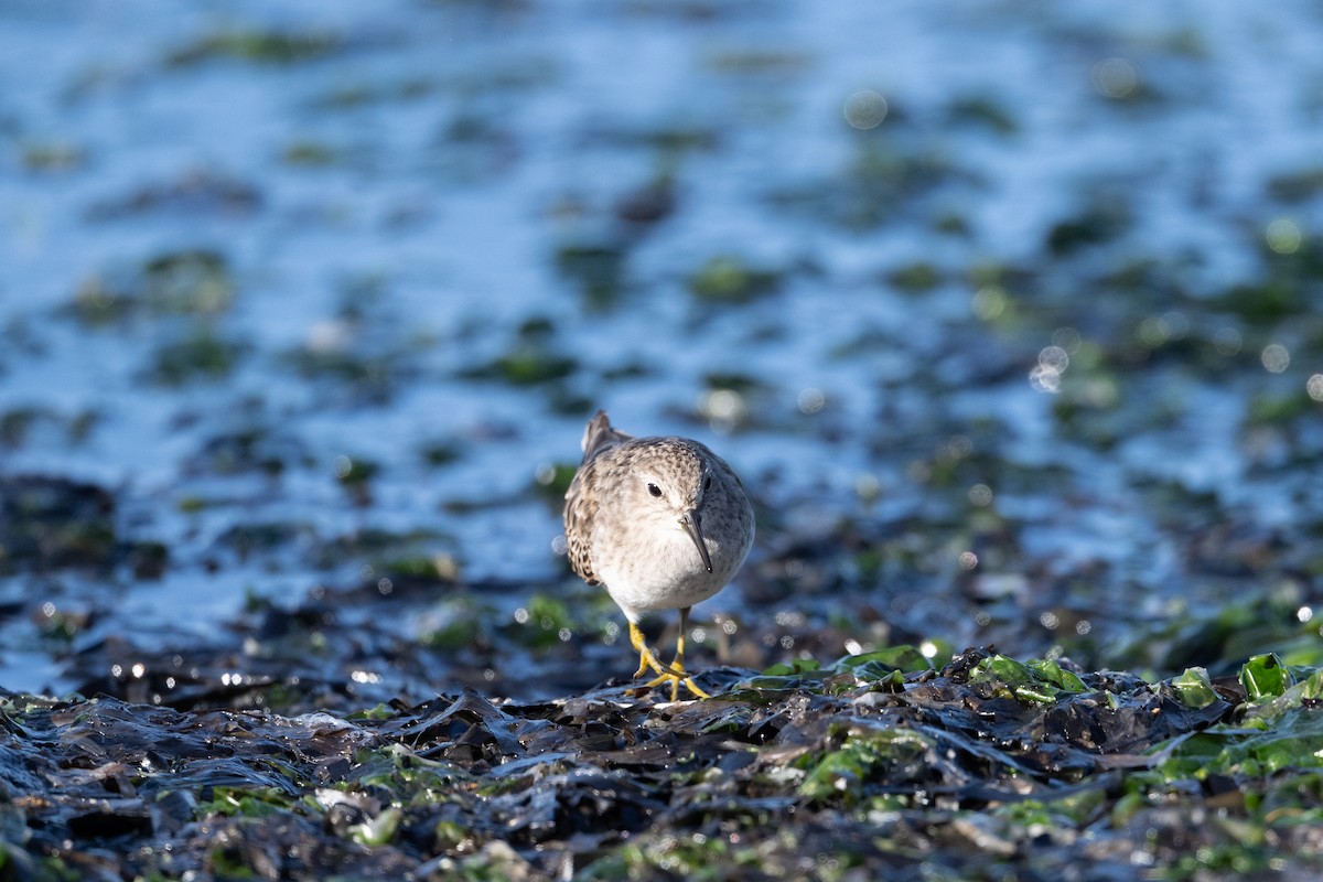 Least Sandpiper - ML645483792