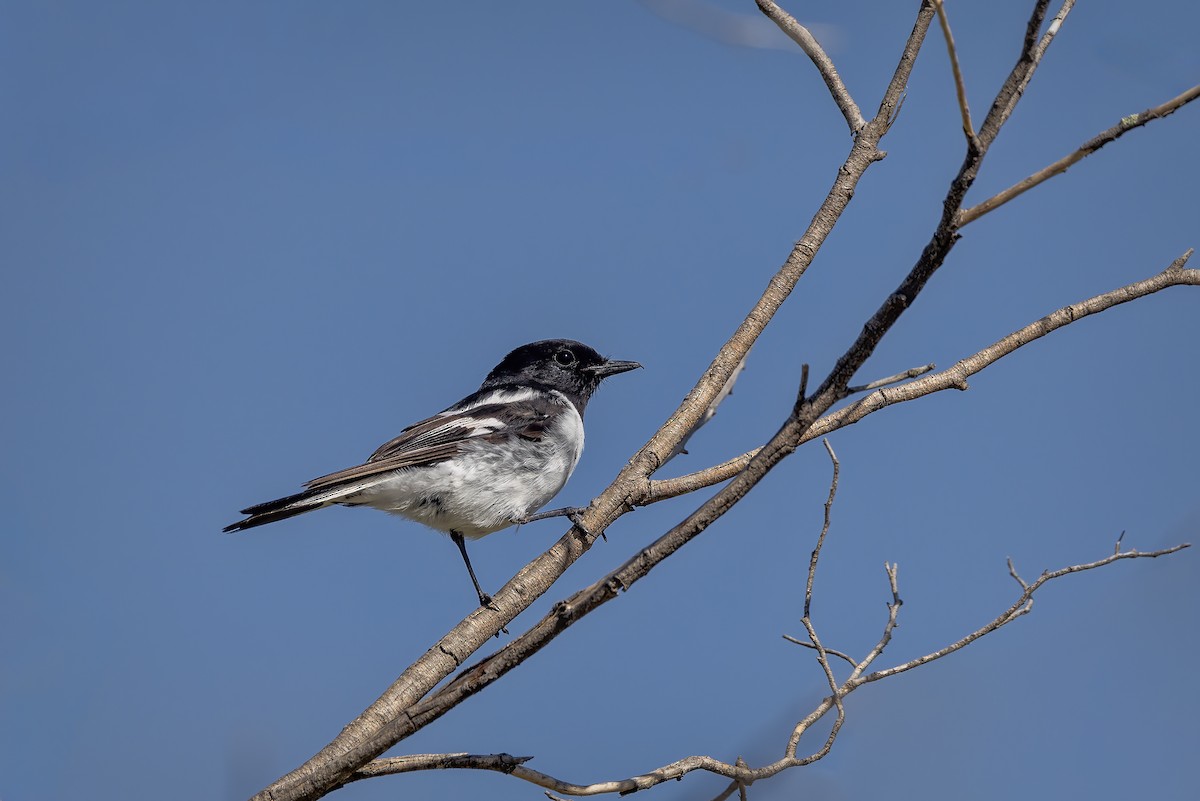 Hooded Robin - ML645483803