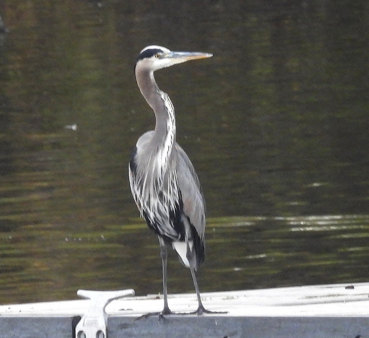 Grand Héron - ML645483806