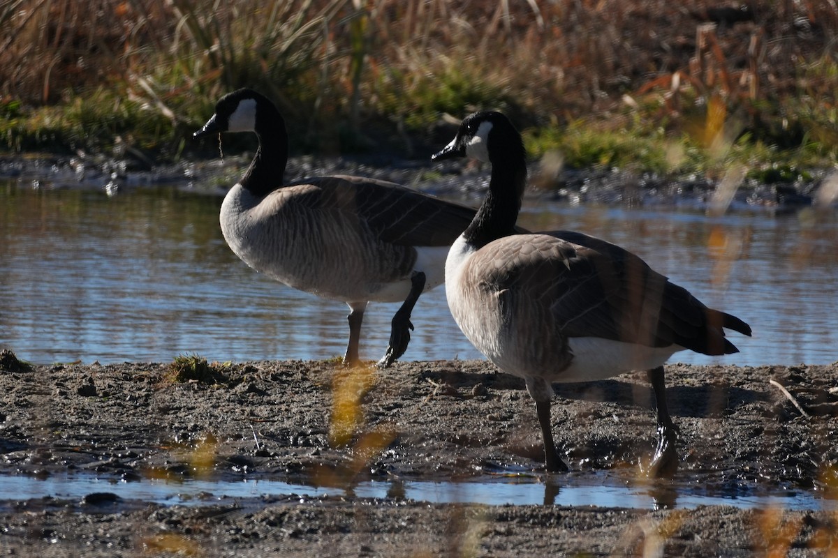 Barnacla Canadiense Grande - ML645483816
