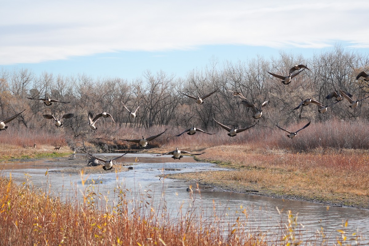 Barnacla Canadiense Grande - ML645483817