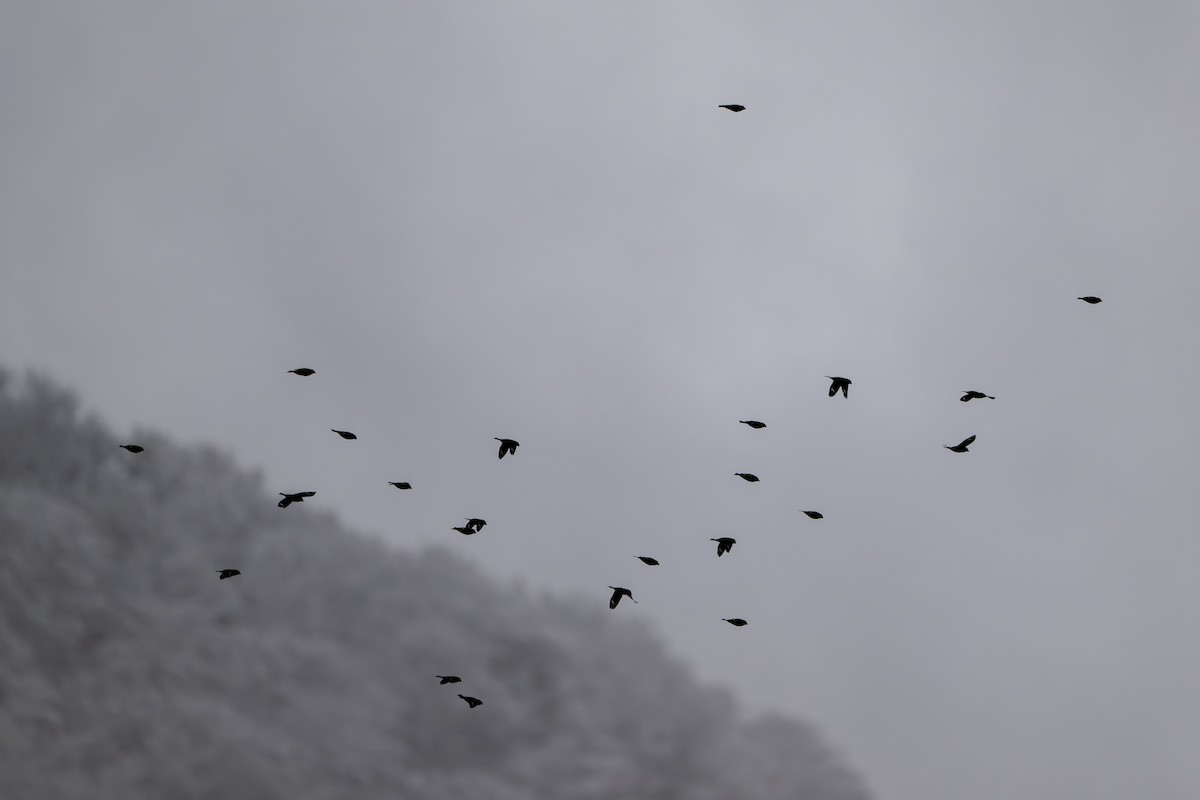 Japanese Grosbeak - ML645483819