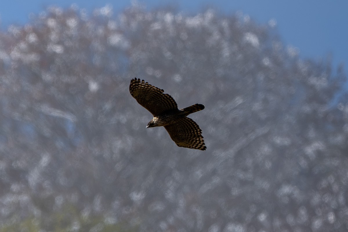 Mountain Hawk-Eagle - ML645483821