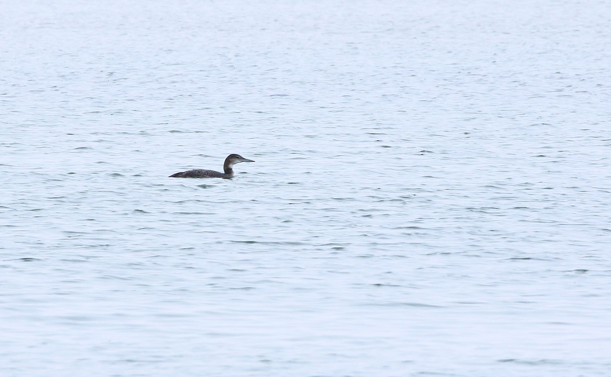 Common Loon - ML645483831