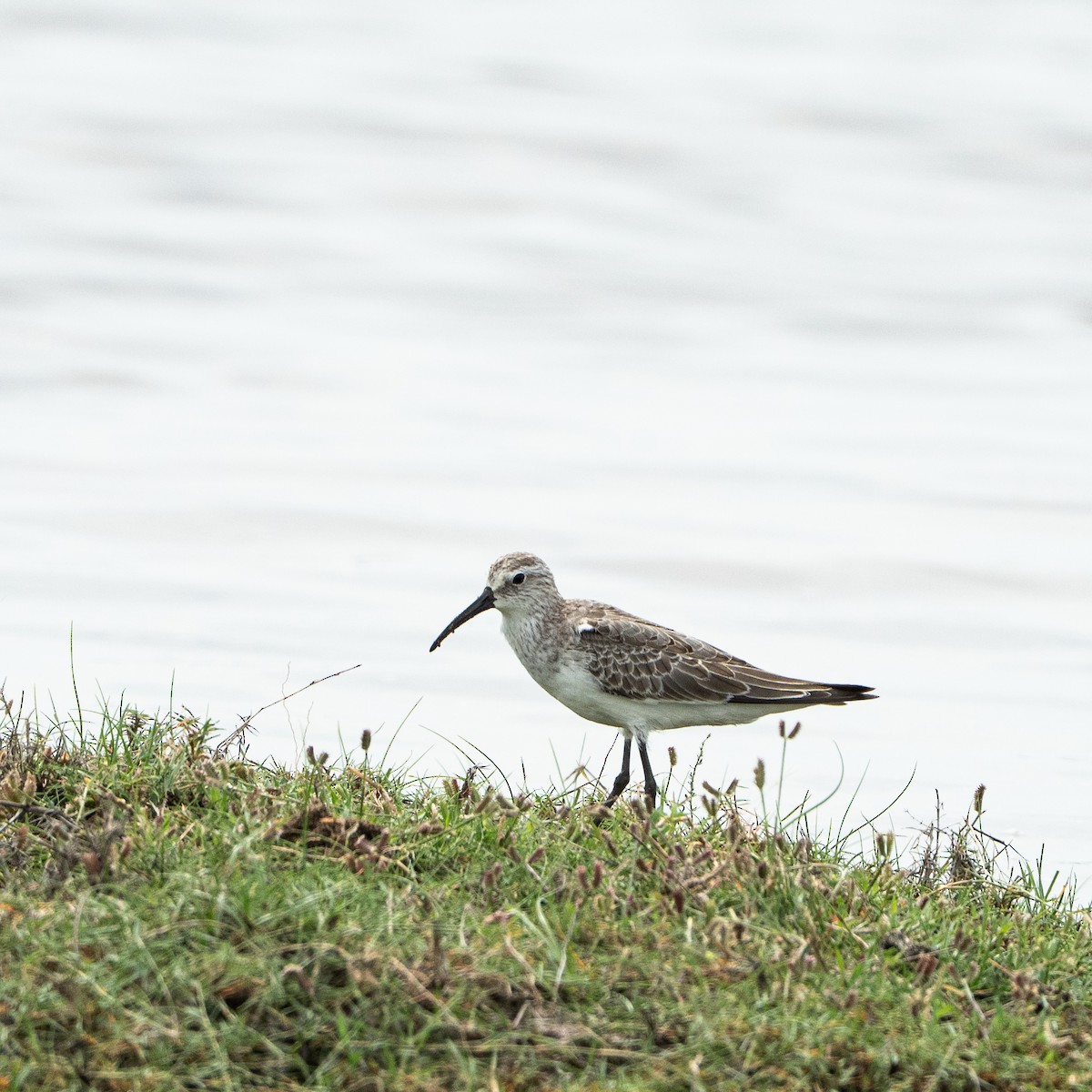 Curlew Sandpiper - ML645483835
