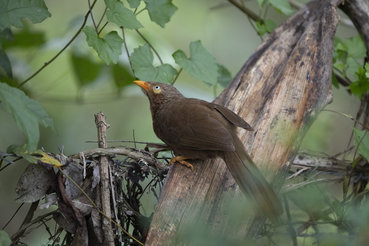 Orange-billed Babbler - ML645483837
