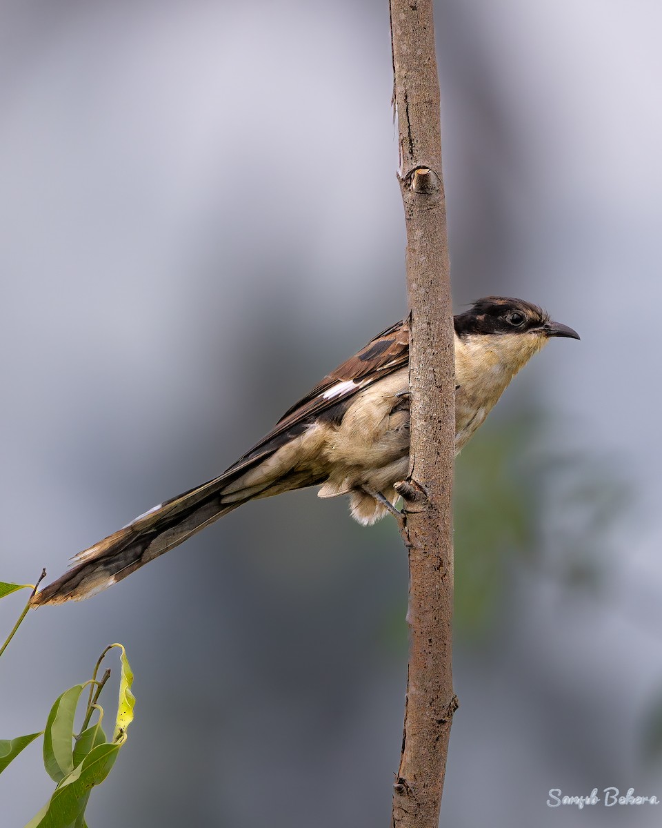 Pied Cuckoo - ML645483838