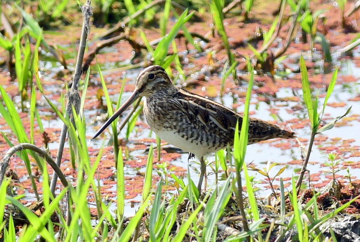 Common Snipe - ML645483840