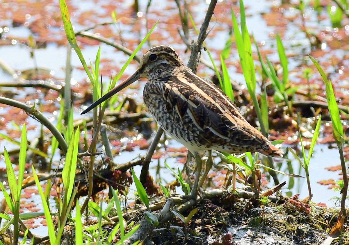 Common Snipe - ML645483841