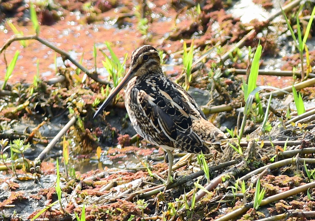 Common Snipe - ML645483842