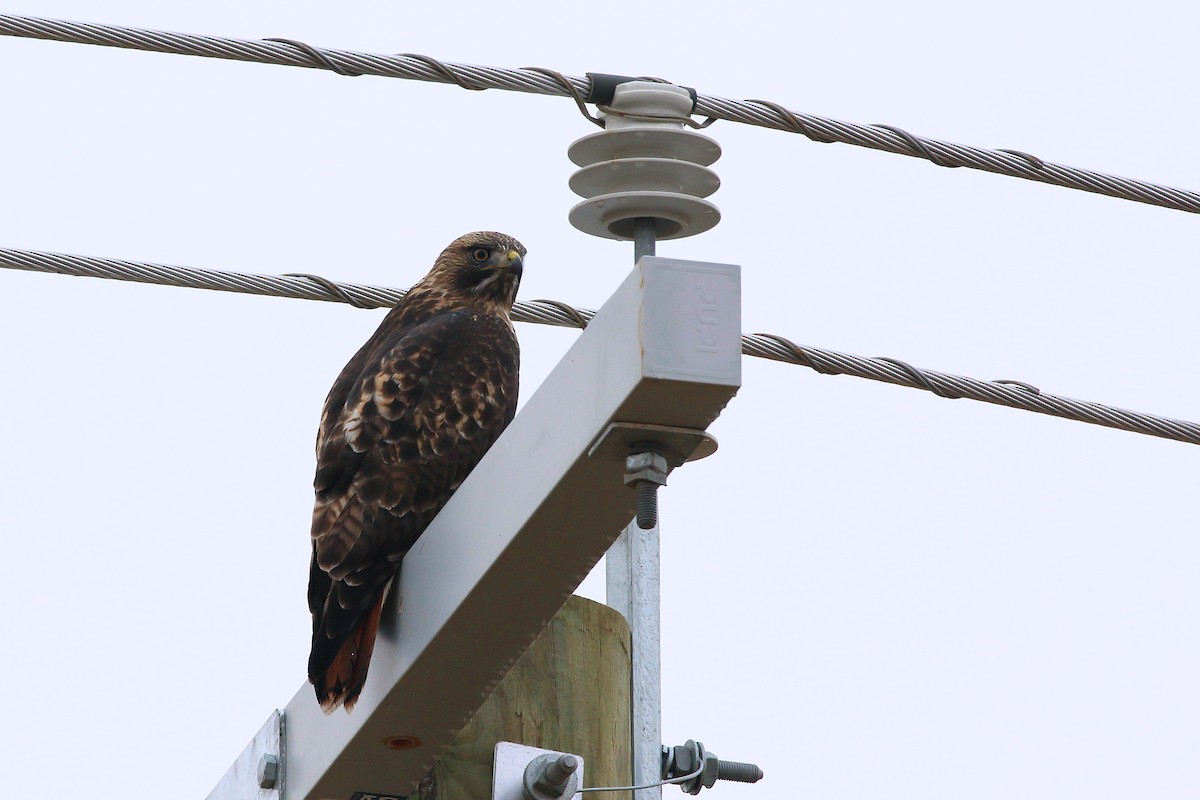 Red-tailed Hawk - ML645483862